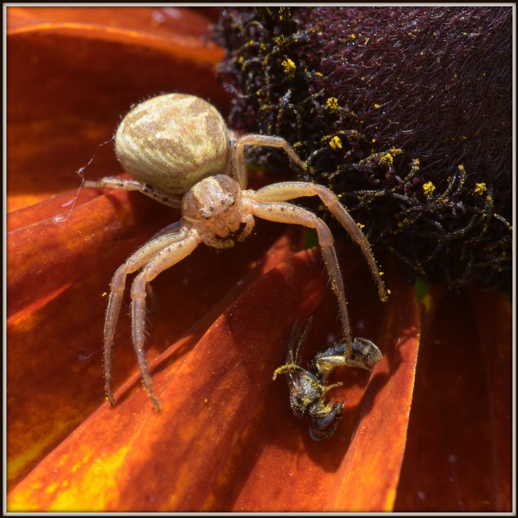 Xysticus cristatus ?....Xysticus sp. - Camorino (Svizzera, TI)